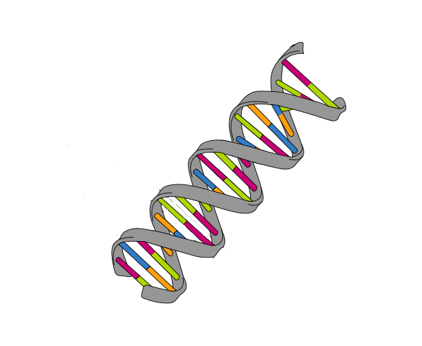 DNA Helix