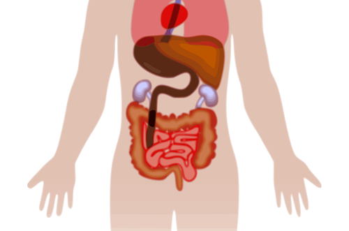 Human intestines