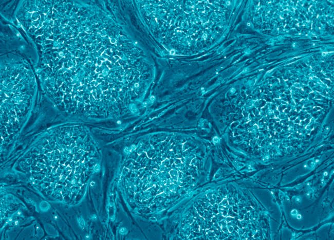 Stem cells - Creative Commons
