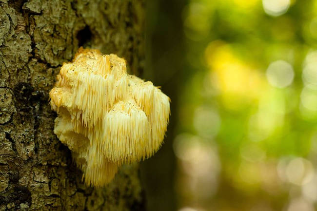 Lion's Mane mushrooms