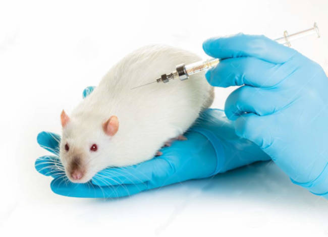 Laboratory mouse injection