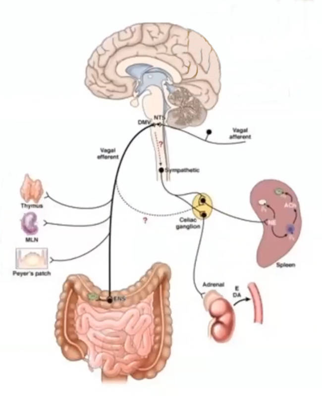 Vagus nerve